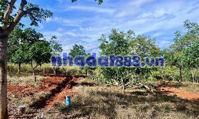 ĐẤT NGANG 12M – THỔ CƯ NHIỀU – CÓ SẴN HẠ TẦNG